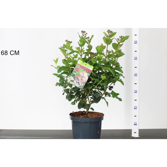 Téli bangita   VIBURNUM TINUS LISAROSE 40/50 CS21