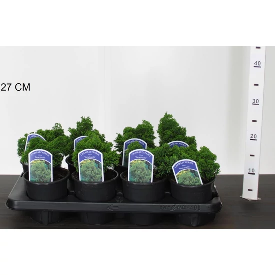 Hinoki hamisciprus   CHAMAECYPARIS OBTUSA NANA GRACILIS 10/12 CS13
