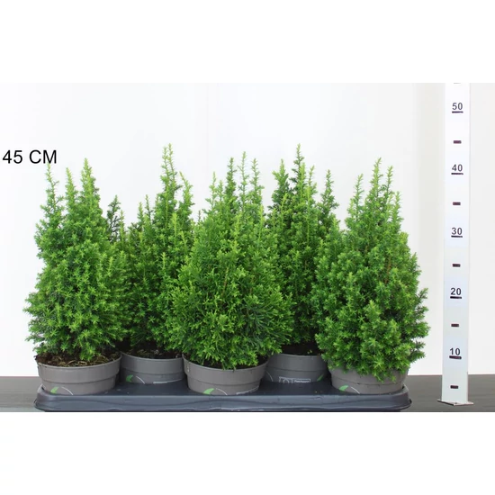 Mocsári álciprus  CHAMAECYPARIS THYOIDES TOP POINT 35/40 CS13