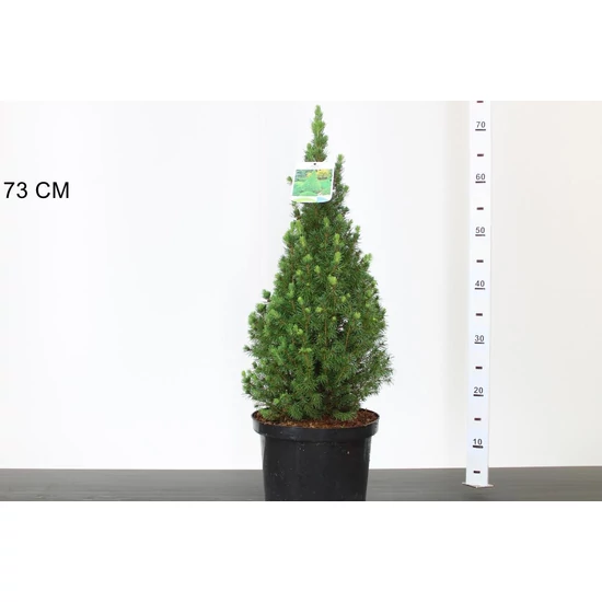 Cukorsüvegfenyő    PICEA GLAUCA PERFECTA 60CM K5
