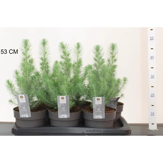 Mandulafenyő   PINUS PINEA SILVER CREST 25/+ CS17