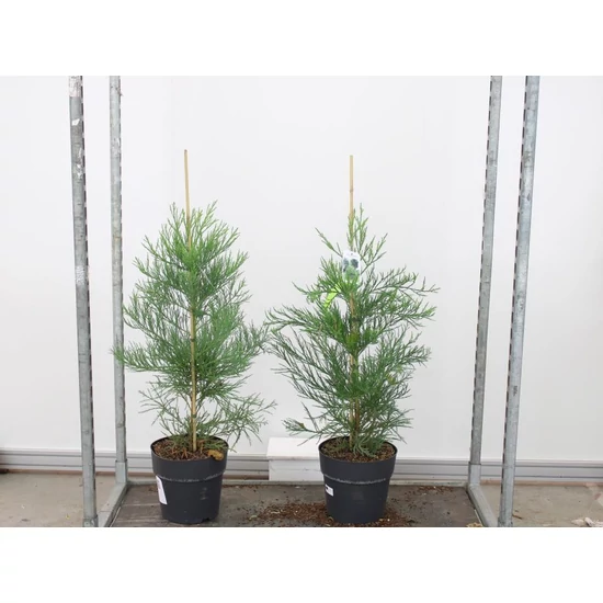 Óriás (hegyi) mamutfenyőSEQUOIADENDRON GIGANTEUM 80/100 K10