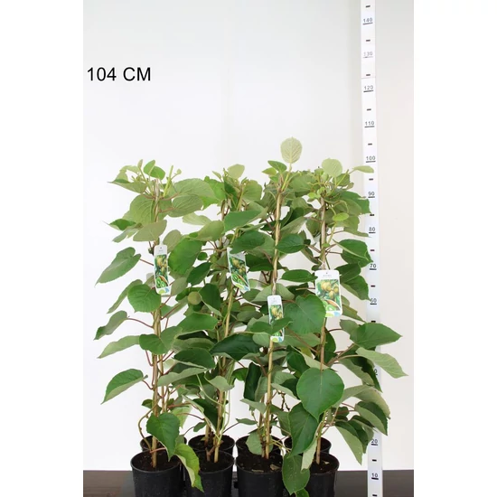 Jenny kivi  ACTINIDIA DELICIOSA JENNY 80CM K2