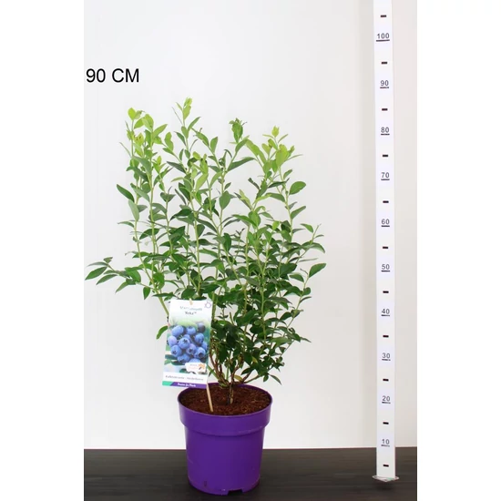 Réka kék áfonya VACCINIUM CORYMBOSUM RÉKA 40/60  K5