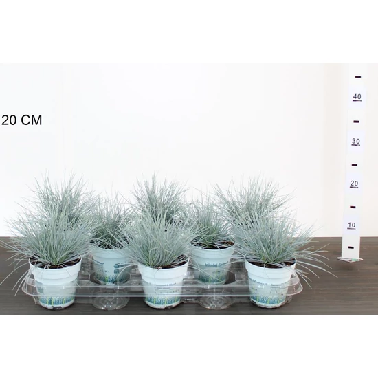 Deres csenkesz FESTUCA GLAUCA COMPACTA BLUE 25CM CS10,5