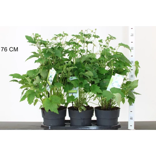 SzellőrózsaANEMONE HYBRIDA HONORINE JOBERT 50/55 K3,5