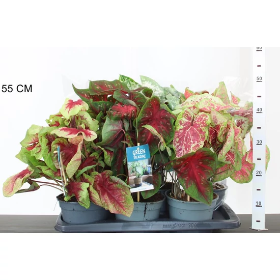 tarkalevélCALADIUM 40/50 CS17