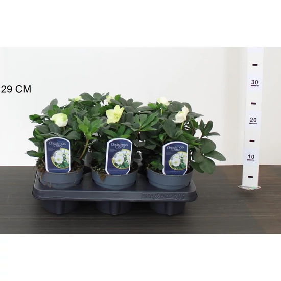 Fekete hunyor HELLEBORUS NIGER CHRISTMAS CAROL 20/+ CS12