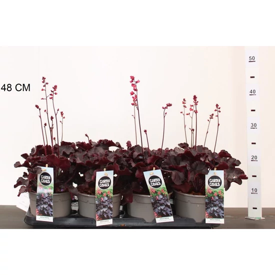 Tűzeső HEUCHERA BLACK FOREST CAKE 10/15 CS14