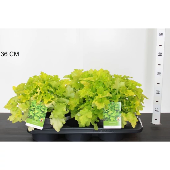 Tűzeső HEUCHERA LIME MARMELADE 30/35 K2