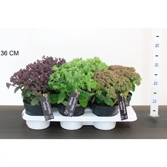 VarjúhájSEDUM TELEPHIUM SEDUCTION 20/25 CS15