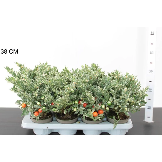 KorallbokorSOLANUM PSEUDOCAPSICUM CS12