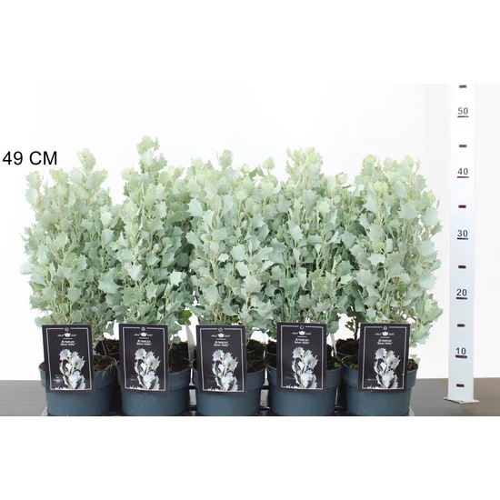 ATRIPLEXATRIPLEX NUMMULARIA SILVER HOLLY 25/+ CS12