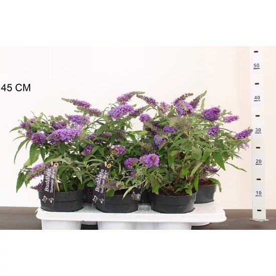 Nyári orgona BUDDLEJA DAVIDII SUMMER BIRD CS15