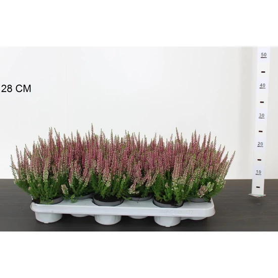 Csarab     CALLUNA VULGARIS GARDEN GIRLS CS9,5