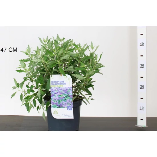 Angol kékszakáll CARYOPTERIS CLANDONENSIS BLUE CLOUD 30/40 K3