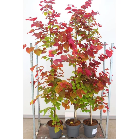 Kanadai júdásfa CERCIS CANADENSIS ETERNAL FLAME 200/225 K12