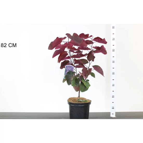 Kínai júdásfa   CERCIS CHINENSIS FORESTY PANSY 40/60 K4