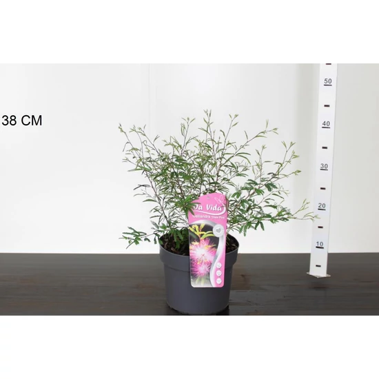 Balkon selyemakácCALLIANDRA SURINAMENSIS DIXIE PINK 30/40 K3