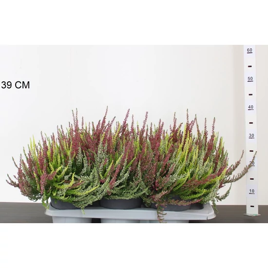 Csarab     CALLUNA VULGARIS BEAUTY LADIES 15/20 CS17