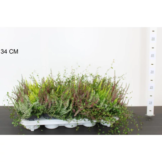 Csarab     CALLUNA VULGARIS HEIDEMIX 12/15 CS10,5