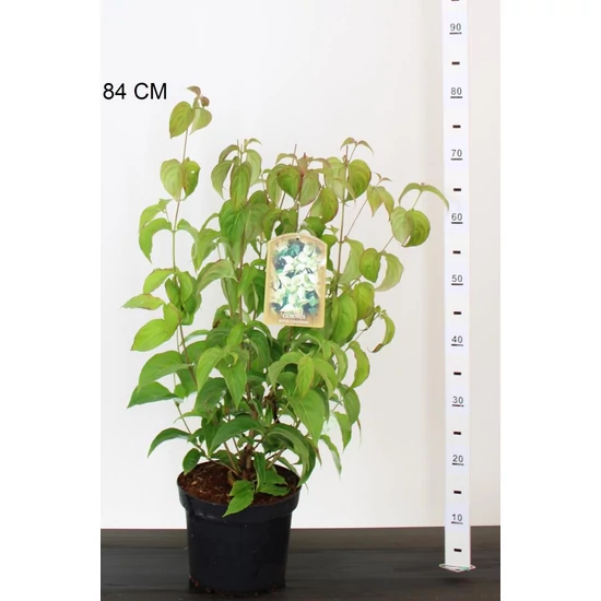 CsillagsomCORNUS KOUSA CHINENSIS 50/60 K4