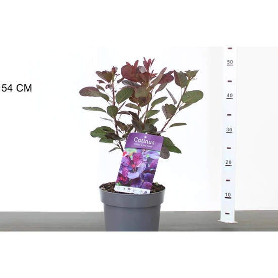 Bíbor cserszömörce   COTINUS COGGYGRIA ROYAL PURPLE 30/50 CS17
