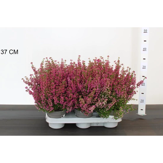 Alpesi hanga    ERICA GRACILIS 25/30 CS12