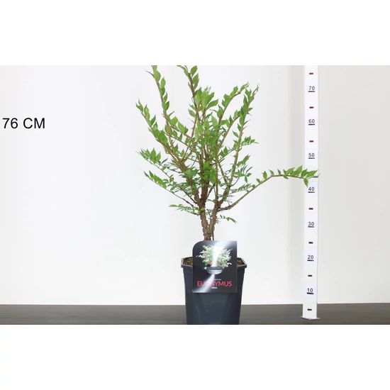 Szárnyas kecskerágó  EUONYMUS ALATUS 40/50 K4,5