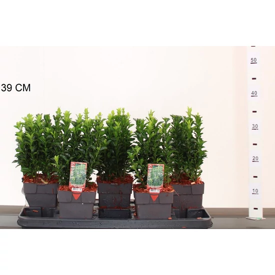 Japán kecskerágó EUONYMUS JAPONICUS GREEN SPIRE 15/20 CS13