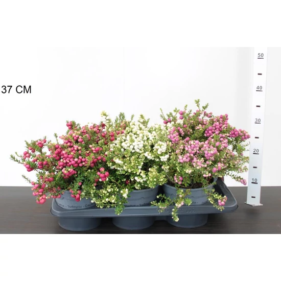 Fajdbogyó     GAULTHERIA MUCRONATA 15/30 CS17