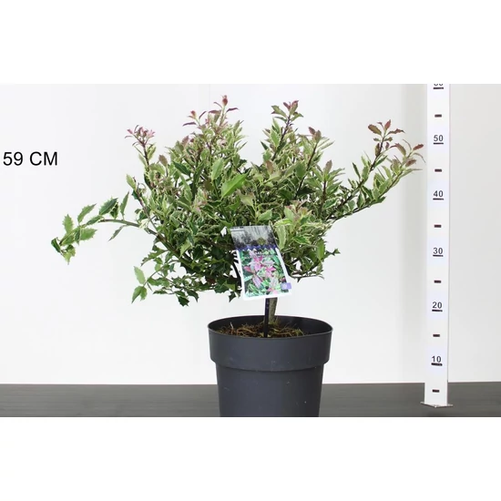 Nagylevelű magyal ILEX AQUIFOLIUM INGRAMII 25/+ K4,5
