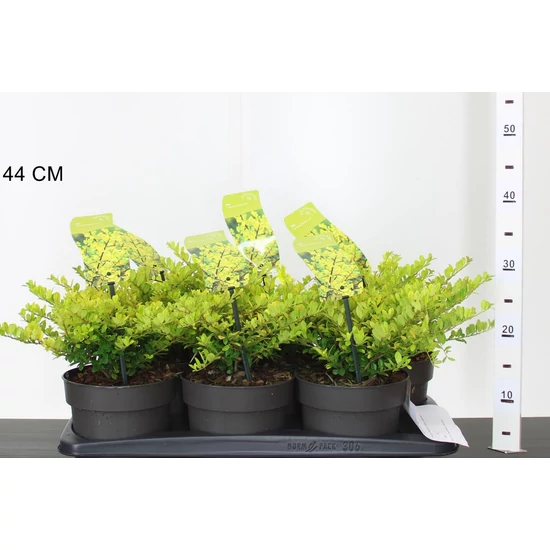 Csipkéslevelű magyal ILEX CRENATA GOLDEN GEM 20/25 K2