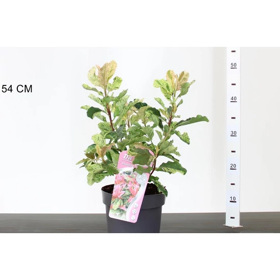 Örökzöld korallberkenye PHOTINIA FRASERI PINK CRISPY 30/40 K3