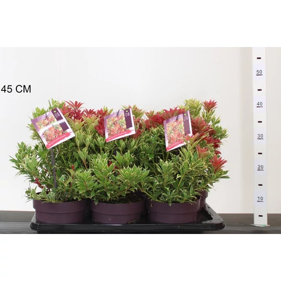Japán babérhanga PIERIS JAPONICA CARNAVAL 15/20 K2