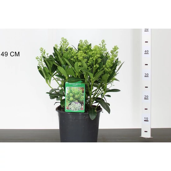 Japán dérbabér   SKIMMIA JAPONICA FINCHY 30/40 K3,5
