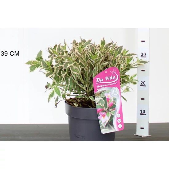 Rózsalonc    WEIGELA FLORIDA ALL SUMMER MONET 20/30 K3