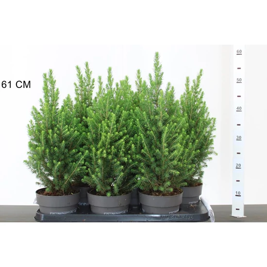 Cukorsüvegfenyő  PICEA GLAUCA PERFECTA 50/55 CS15