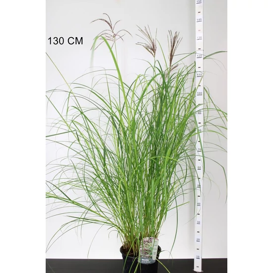 Kínai virágosnádMISCANTHUS SINENSIS RED CHIEF 80/100 K5