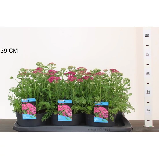 Közönséges cickafarkACHILLEA MILLEFOLIUM MILY ROCK ROSE 25/30 CS17
