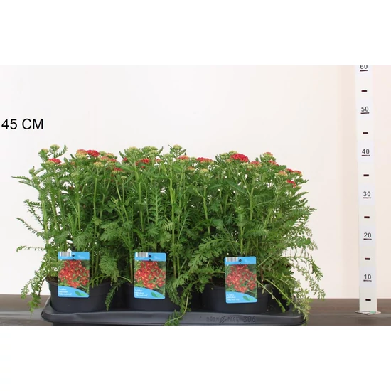 Közönséges cickafark ACHILLEA MILLEFOLIUM MILY ROCK RED 25/30 CS17