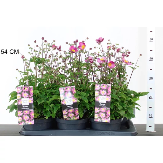 Szellőrózsa  ANEMONE FANTASY BELLE 40/60 CS17