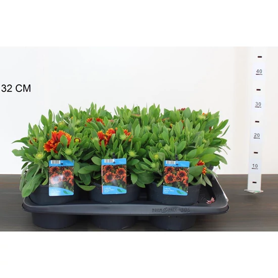 Kokárdavirág GAILLARDIA SPINTOP YELLOW TOUCH 15CM CS17