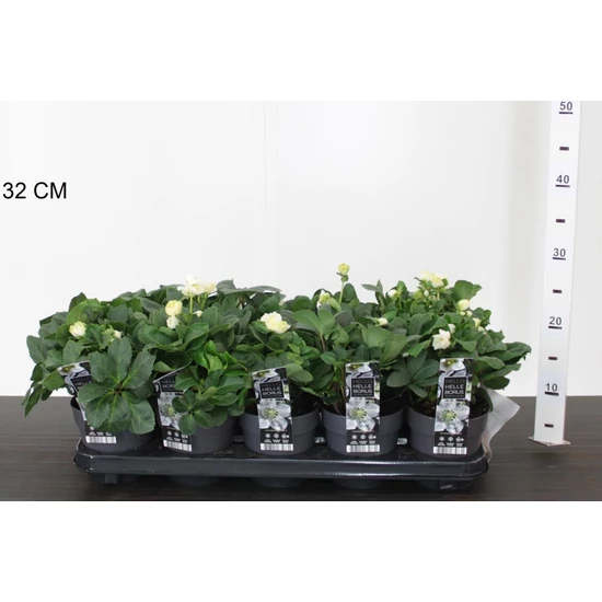 Fekete hunyor HELLEBORUS NIGRA CHRISTMAS CAROL 30CM CS12
