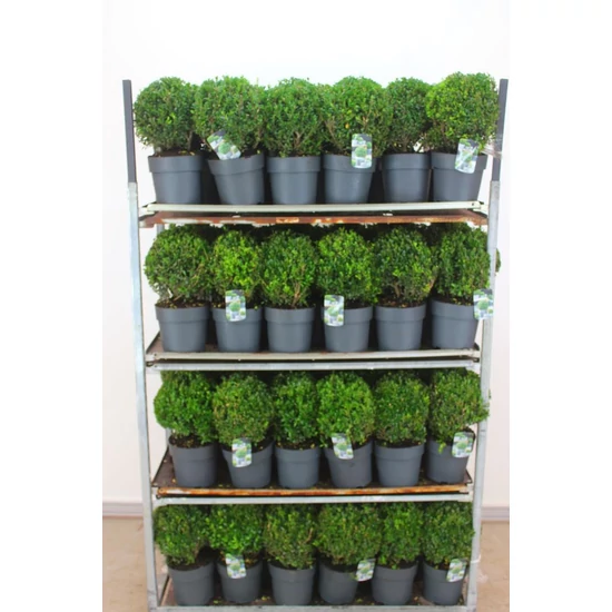 Csipkéslevelű magyal ILEX CRENATA LUXUS GLOBE GÖMB 25/30 K5