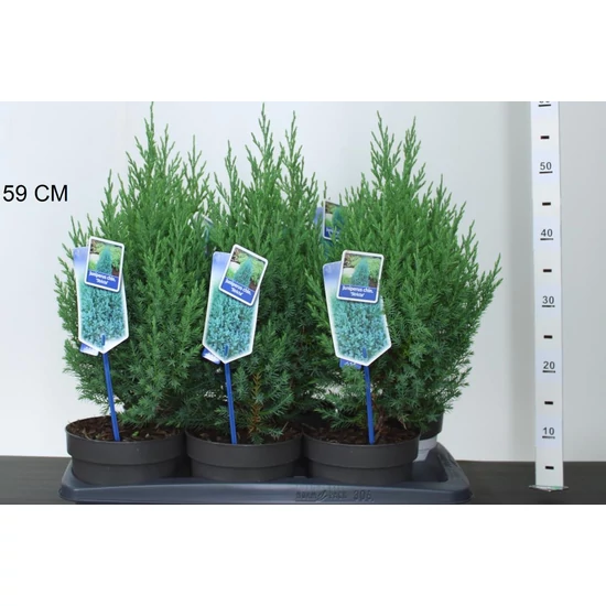 Kínai boróka   JUNIPERUS CHINENSIS STRICTA 30/40 CS17