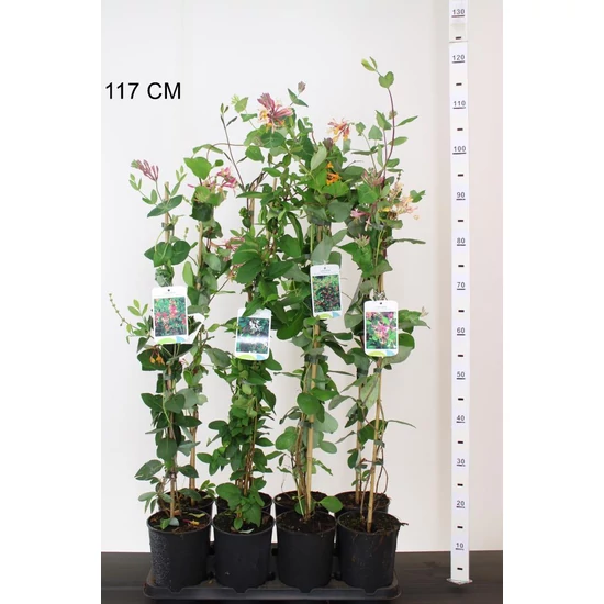Kúszó lonc    LONICERA FAJTÁK 80CM K2