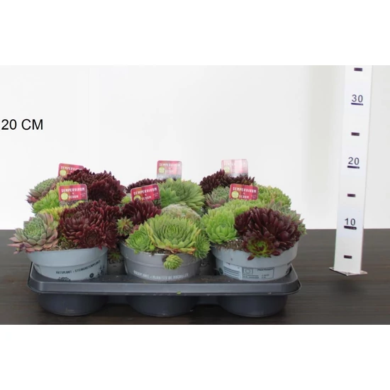 Kövirózsa FAJTÁK  SEMPERVIVUM FAJTÁK 12/15 CS14