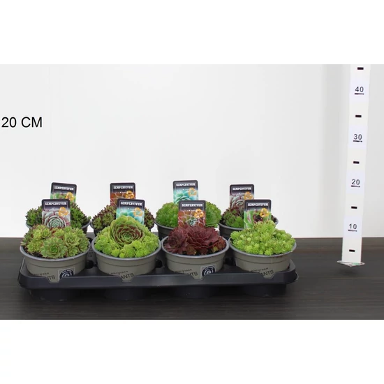 Kövirózsa FAJTÁK  SEMPERVIVUM FAJTÁK 15CM CS14