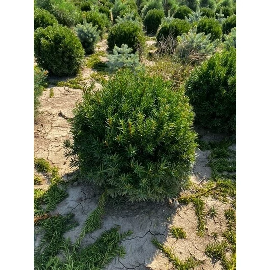 Közönséges tiszafa  TAXUS MEDIA FARMEN GÖMBRE NYÍRT 40/60*